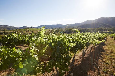 Scenic Hunter Valley Winery Tour With Boutique Wineries & Local Cheese - SA Accommodation 6