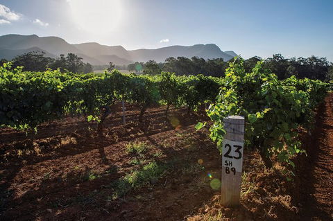 Scenic Hunter Valley Winery Tour With Boutique Wineries & Local Cheese - SA Accommodation 9