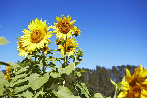 Scenic Hunter Valley Winery Tour With Boutique Wineries & Local Cheese - SA Accommodation 11