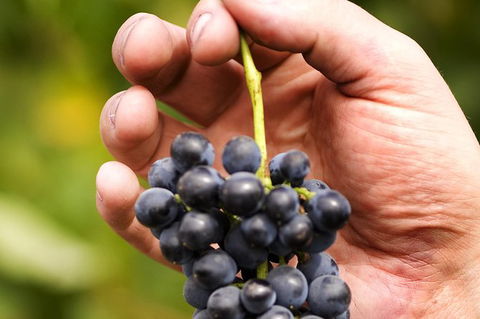 Scenic Hunter Valley Winery Tour With Boutique Wineries & Local Cheese - SA Accommodation 8