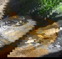 Armadale Reptile Centre - SA Accommodation