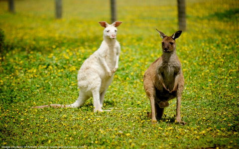Bordertown Wildlife Park - SA Accommodation 0