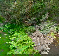 Brindle Creek Walking Track - SA Accommodation