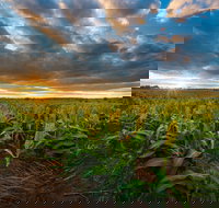 Capella - SA Accommodation