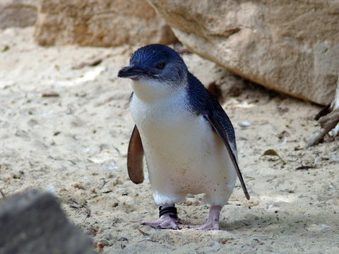 Granite Island Nature Park - Guided Penguin Tours - SA Accommodation 0
