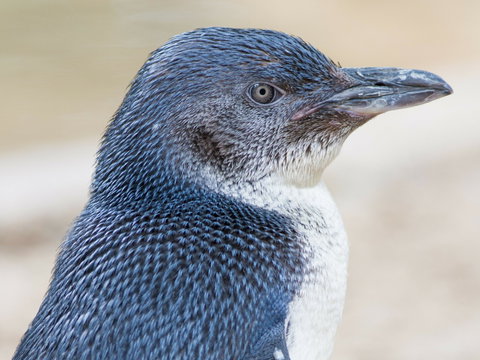 Granite Island Nature Park - Guided Penguin Tours - SA Accommodation 1