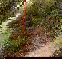 Great North walk - Brisbane Water National Park - SA Accommodation