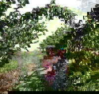 Harben Vale Pick Your Own Cherries - SA Accommodation