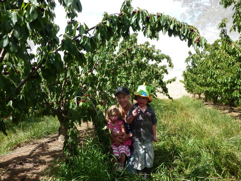 Harben Vale Pick Your Own Cherries - SA Accommodation 0