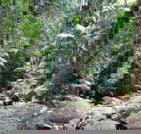 Lyrebird track - SA Accommodation