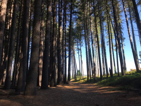 Mountain Bike Trails Tumbarumba - SA Accommodation 0