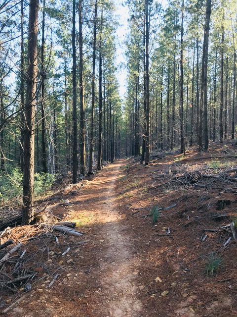Mountain Bike Trails Tumbarumba - SA Accommodation 1