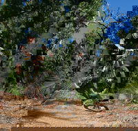 Scorpion Trail Kalamunda Mountain Bike Trails - SA Accommodation