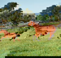 Scone - SA Accommodation