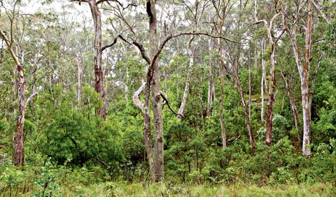Scutts Hut Trail - SA Accommodation 0
