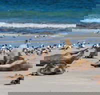 Seal Bay - SA Accommodation