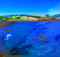 Snorkelling Montague Island - SA Accommodation