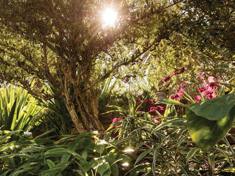 Wendy Whiteley's Secret Garden - SA Accommodation 1