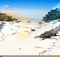 Abrolhos Islands - SA Accommodation