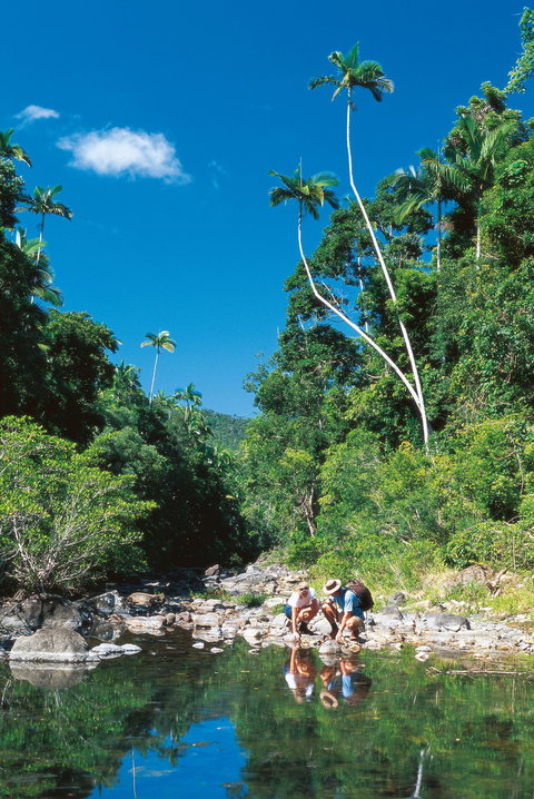 Airlie Beach To Cedar Creek Falls - SA Accommodation 1