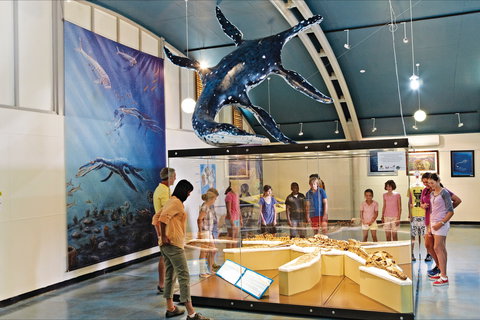 Australian Dinosaur Trail - SA Accommodation 1