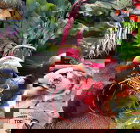 Ballina Farmers Market - SA Accommodation