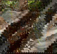 Birdland Animal Park - SA Accommodation