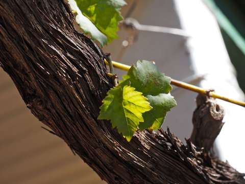 Blackbutt To Bunyas - SA Accommodation 2