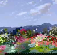 Blue Lotus Water Garden - SA Accommodation