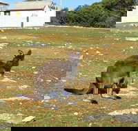 Cape Borda Lightstation - Flinders Chase National Park - SA Accommodation
