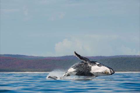 Fraser Coast Region - SA Accommodation 1