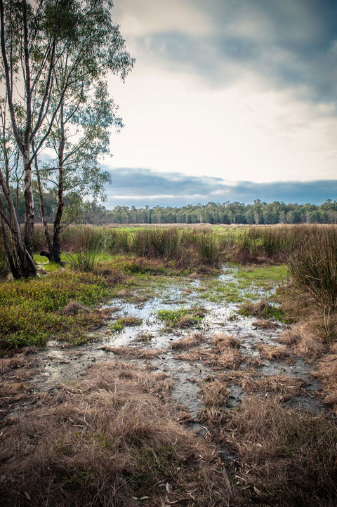 Gemmill Swamp Wildlife Reserve - SA Accommodation 2