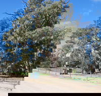Giant Gum Tree - SA Accommodation