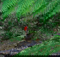 Goldsborough Valley Wooroonooran National Park - SA Accommodation