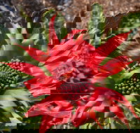 Inverawe Native Gardens - SA Accommodation