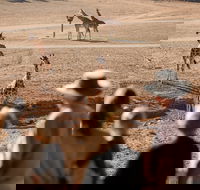 Monarto Safari Park - SA Accommodation