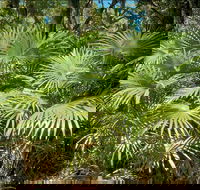 Mungo Rainforest Walk - SA Accommodation