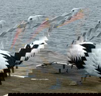 Pelican Feeding - SA Accommodation