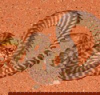 Red Desert Reptiles - SA Accommodation