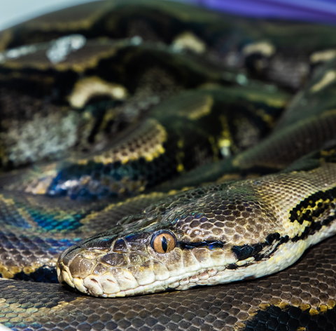 Serpentarium Wildlife Park Tasmania - SA Accommodation 1