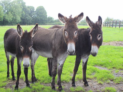 The Good Samaritan Donkey Sanctuary - SA Accommodation 0