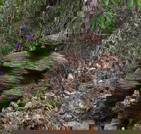 Understory Art In Nature - SA Accommodation