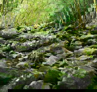 Wodi Wodi Walking Track - SA Accommodation