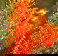 Wongan Hills Wildflowers - SA Accommodation