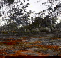 Woylie Walk Dryandra Woodland - SA Accommodation