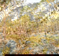 Alpine Views Walk - SA Accommodation
