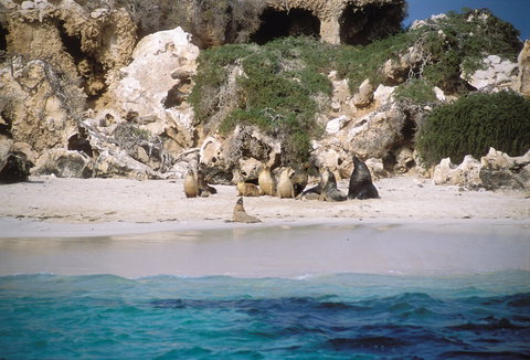 Australian Sea Lions - SA Accommodation 0