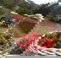 Blue Hills Berries and Cherries - SA Accommodation