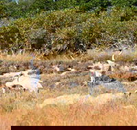 Cape Keraudren Nature Reserve - SA Accommodation