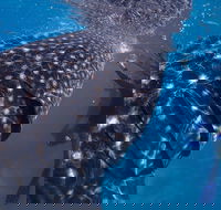 Coastal Water Dive - SA Accommodation